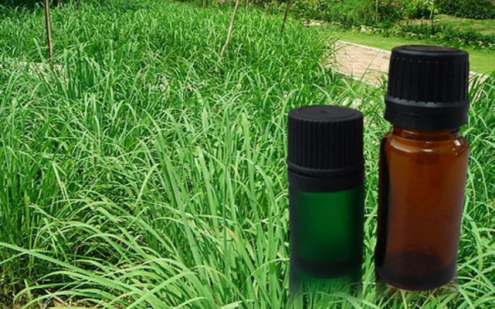 Citronella oil